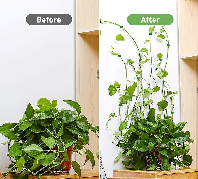 20Pcs Wall Fixture Clips for Plant Climbing — Klein Studio